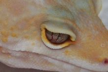 Hybino Eye Shot #2