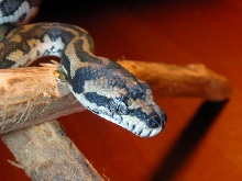My First carpet....IJ cartep!