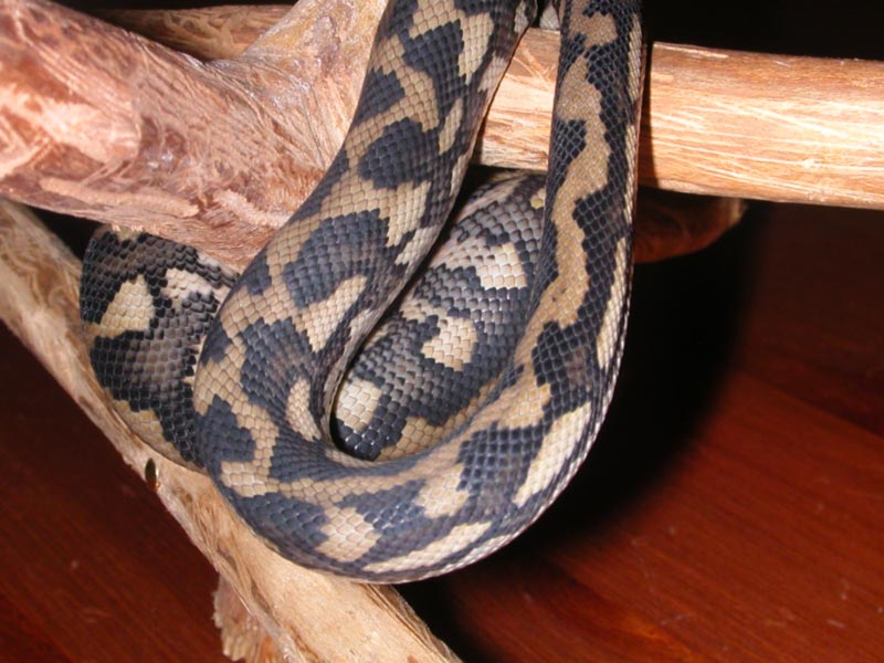 Morelia S. Variegata