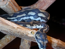 Morelia S. Variegata