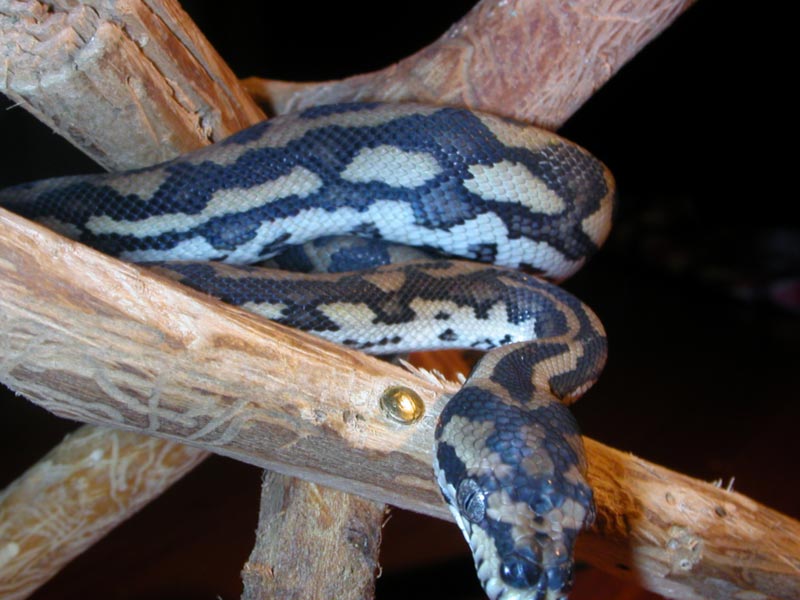 Morelia S. Variegata