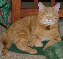Stevie sits