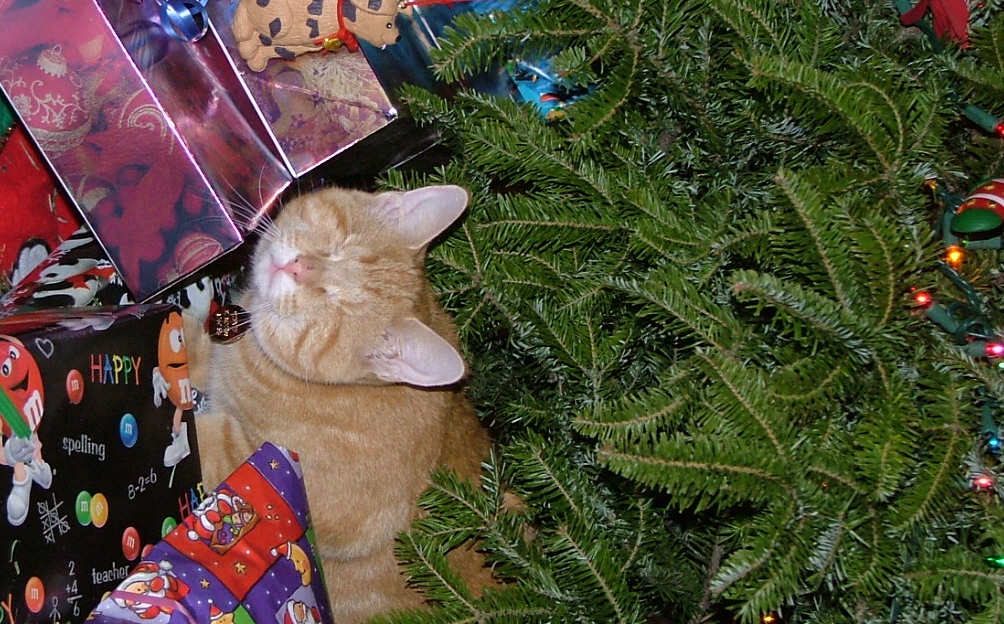Stevie the "wonder " cat