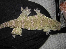 high colored leachianus