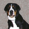 Dixie