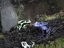 Sub. Auratus and Azureus