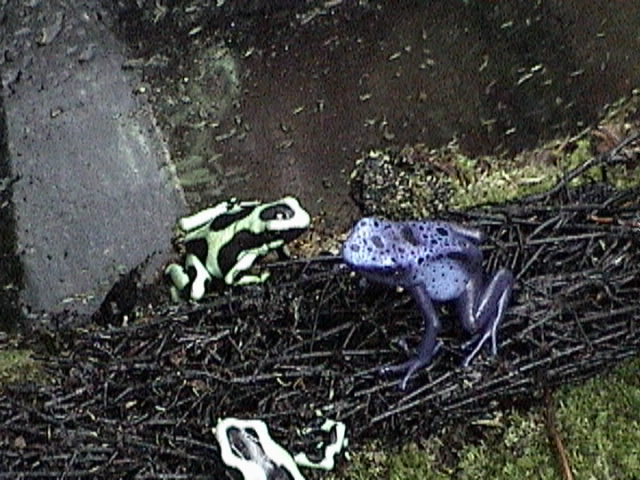 Sub. Auratus and Azureus