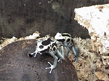 D. Tinctorius Patricia