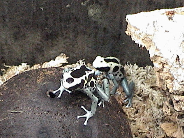 D. Tinctorius Patricia