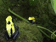 D. Tinctorius Citronella Pair