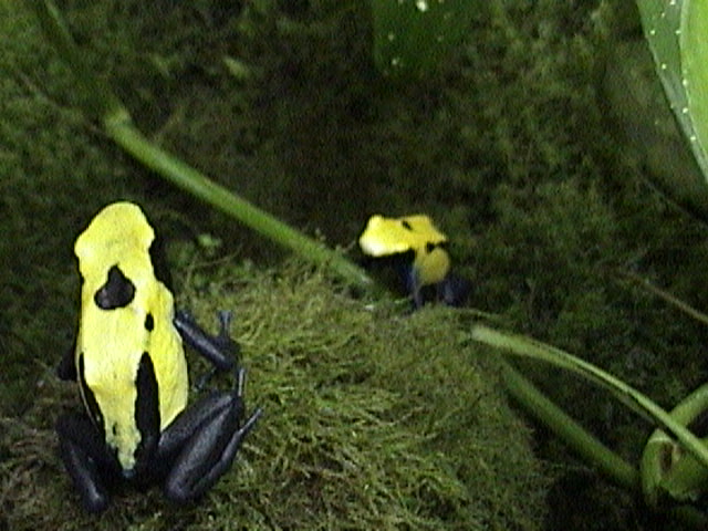 D. Tinctorius Citronella Pair