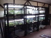 Dart frog setup