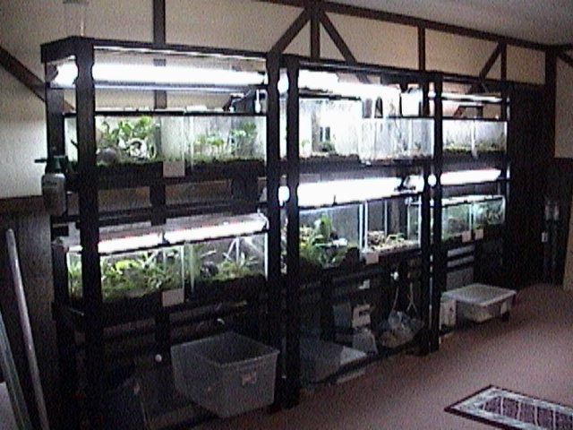 Dart frog setup