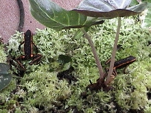 Orange E. Trivittatis Pair