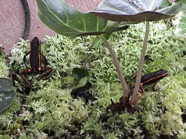 Orange E. Trivittatis Pair