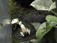 P. Terribillis