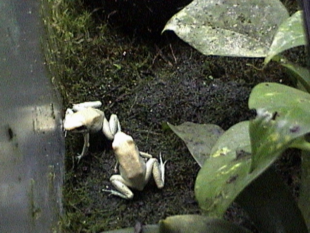 P. Terribillis