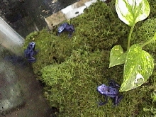 Sub-adult D. Azureus
