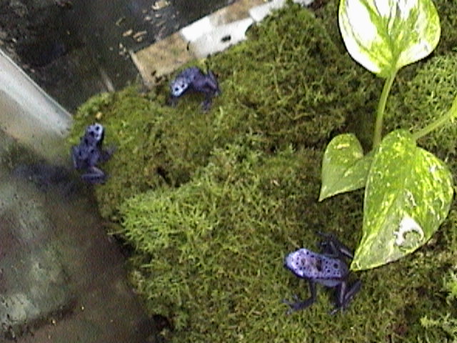 Sub-adult D. Azureus