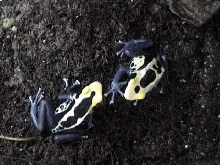 D. Tinctorius