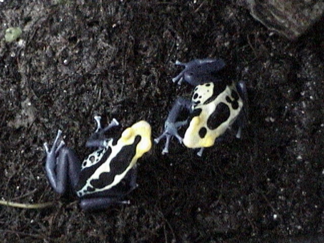 D. Tinctorius