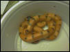 honduran 1