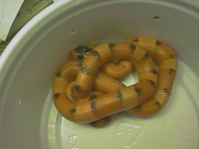 honduran 1