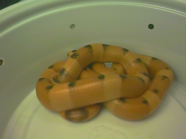 honduran 2