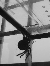 my mex red knee