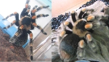 before and after molt