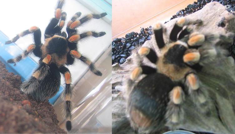 before and after molt