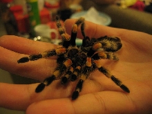 my redknee's first molt! - 2