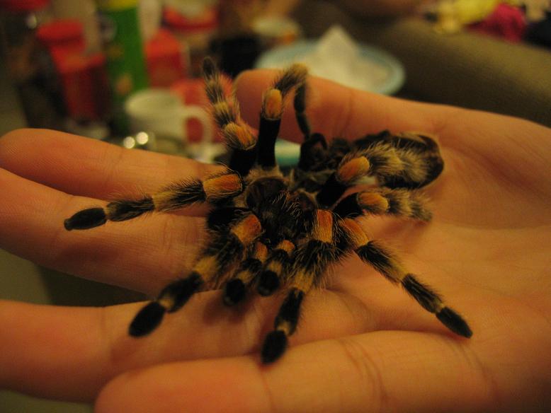 my redknee's first molt! - 2