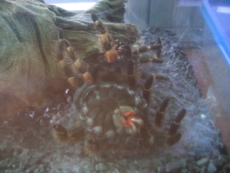 my redknee's first molt!