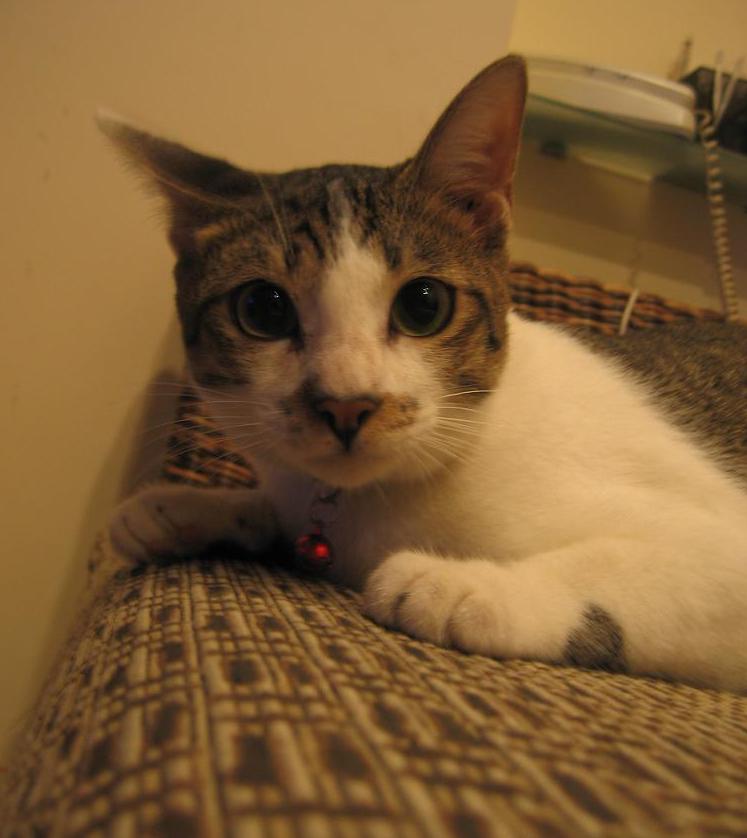 Snuffy (pronounced as Sir Nuffy)