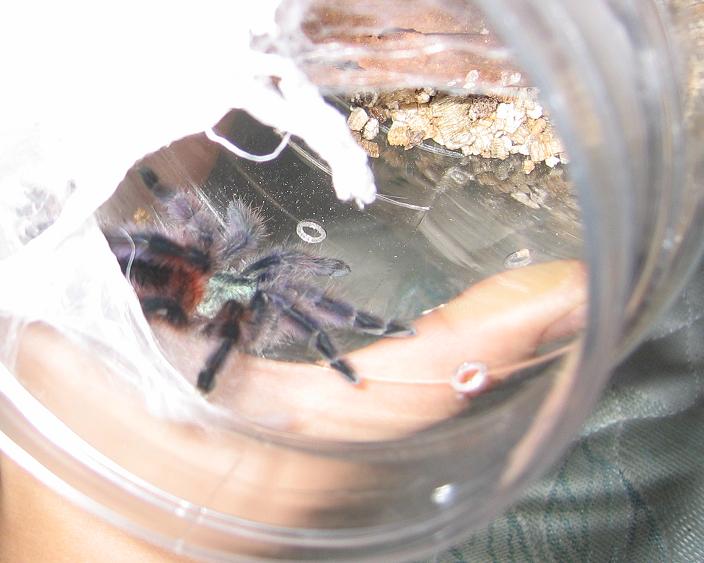 A. versicolor
