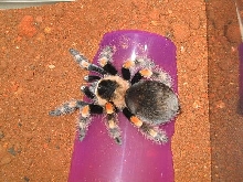 mex red knee