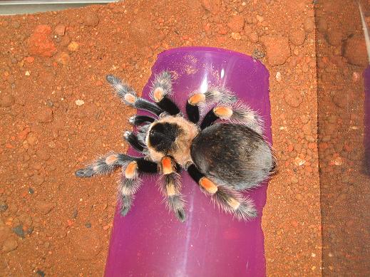 mex red knee