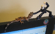 Attack!