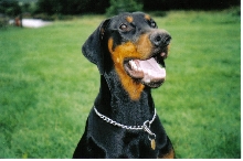 max ( england )
