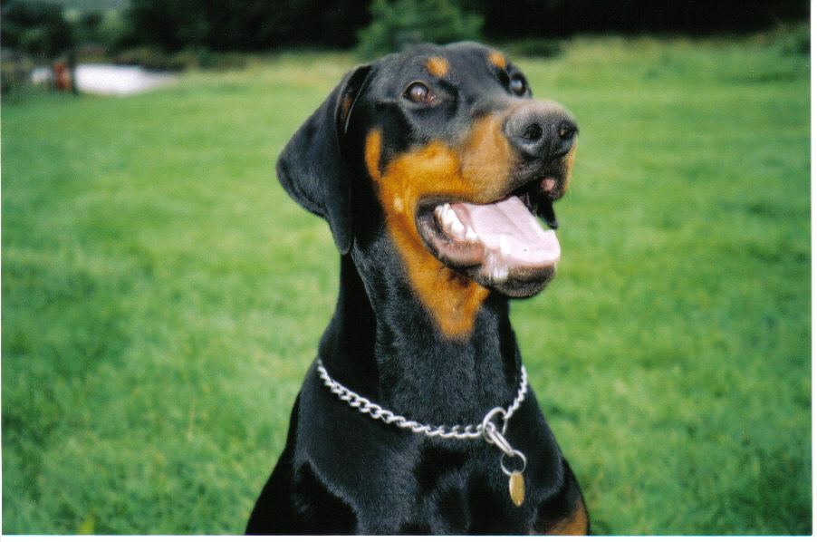 max ( england )