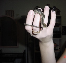 Garter snake