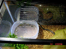 garter snake