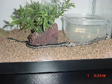 snake shed