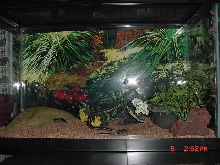 My Garter snake setup