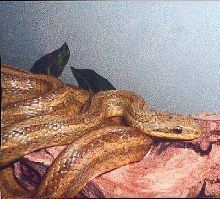 ratsnake