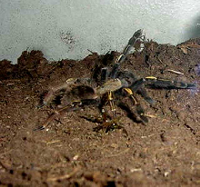 Ephebopus Murinus