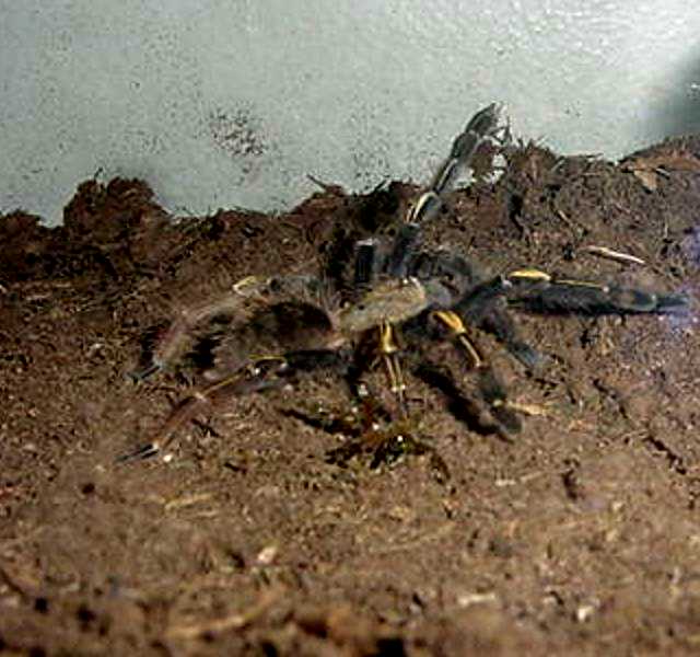 Ephebopus Murinus