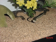 my garter snakes