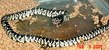 Arizona Desert Kingsnake